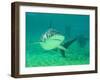 Shark, Sea World, Gold Coast, Queensland, Australia-David Wall-Framed Photographic Print