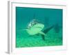 Shark, Sea World, Gold Coast, Queensland, Australia-David Wall-Framed Photographic Print