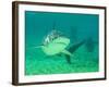 Shark, Sea World, Gold Coast, Queensland, Australia-David Wall-Framed Photographic Print