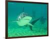 Shark, Sea World, Gold Coast, Queensland, Australia-David Wall-Framed Photographic Print