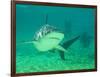 Shark, Sea World, Gold Coast, Queensland, Australia-David Wall-Framed Photographic Print