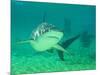 Shark, Sea World, Gold Coast, Queensland, Australia-David Wall-Mounted Photographic Print