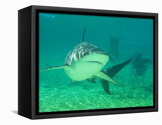 Shark, Sea World, Gold Coast, Queensland, Australia-David Wall-Framed Stretched Canvas