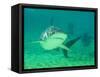 Shark, Sea World, Gold Coast, Queensland, Australia-David Wall-Framed Stretched Canvas