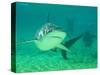 Shark, Sea World, Gold Coast, Queensland, Australia-David Wall-Stretched Canvas