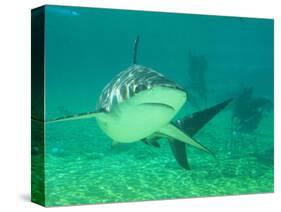 Shark, Sea World, Gold Coast, Queensland, Australia-David Wall-Stretched Canvas