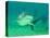 Shark, Sea World, Gold Coast, Queensland, Australia-David Wall-Stretched Canvas