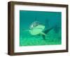 Shark, Sea World, Gold Coast, Queensland, Australia-David Wall-Framed Photographic Print