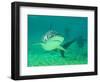 Shark, Sea World, Gold Coast, Queensland, Australia-David Wall-Framed Photographic Print