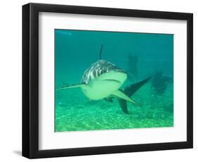 Shark, Sea World, Gold Coast, Queensland, Australia-David Wall-Framed Photographic Print