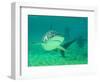 Shark, Sea World, Gold Coast, Queensland, Australia-David Wall-Framed Photographic Print