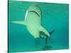 Shark, Sea World, Gold Coast, Queensland, Australia-David Wall-Stretched Canvas