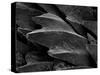 Shark Skin Scale-null-Stretched Canvas