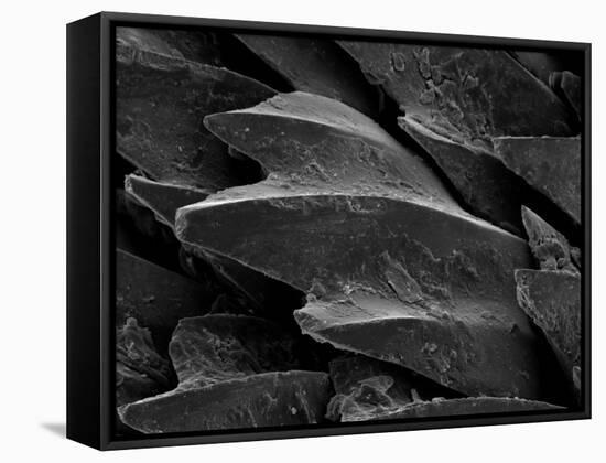 Shark Skin Scale-null-Framed Stretched Canvas