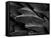 Shark Skin Scale-null-Framed Stretched Canvas