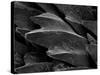Shark Skin Scale-null-Stretched Canvas