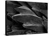 Shark Skin Scale-null-Stretched Canvas