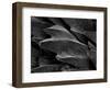 Shark Skin Scale-null-Framed Photographic Print