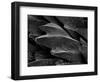 Shark Skin Scale-null-Framed Photographic Print