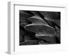 Shark Skin Scale-null-Framed Photographic Print