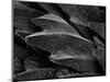 Shark Skin Scale-null-Mounted Photographic Print