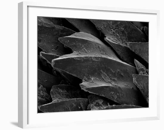 Shark Skin Scale-null-Framed Photographic Print