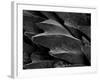 Shark Skin Scale-null-Framed Photographic Print
