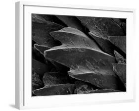 Shark Skin Scale-null-Framed Photographic Print