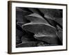 Shark Skin Scale-null-Framed Photographic Print