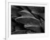 Shark Skin Scale-null-Framed Photographic Print