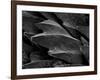 Shark Skin Scale-null-Framed Photographic Print