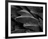 Shark Skin Scale-null-Framed Photographic Print