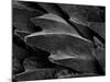 Shark Skin Scale-null-Mounted Photographic Print