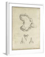 Shark Study II-Ethan Harper-Framed Art Print