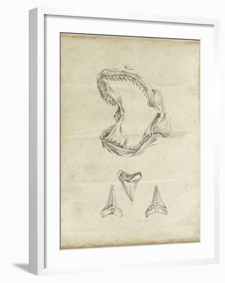 Shark Study II-Ethan Harper-Framed Art Print