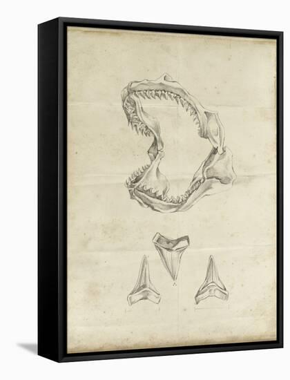 Shark Study II-Ethan Harper-Framed Stretched Canvas