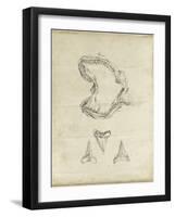 Shark Study II-Ethan Harper-Framed Art Print