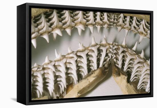 Shark Teeth and Jaws-null-Framed Stretched Canvas