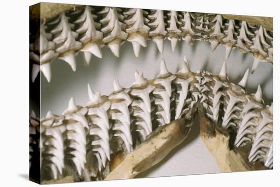 Shark Teeth and Jaws-null-Stretched Canvas