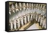 Shark Teeth and Jaws-null-Framed Stretched Canvas