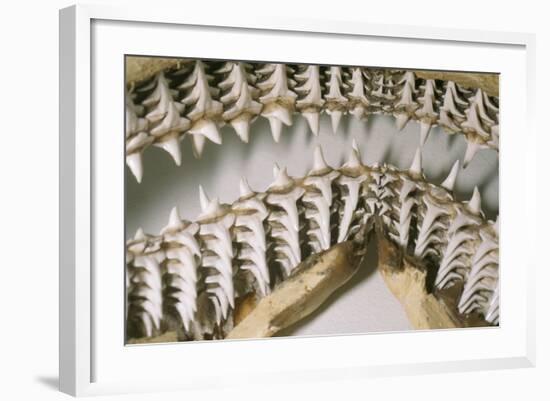 Shark Teeth and Jaws-null-Framed Photographic Print