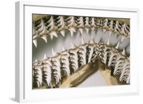 Shark Teeth and Jaws-null-Framed Photographic Print