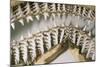 Shark Teeth and Jaws-null-Mounted Photographic Print