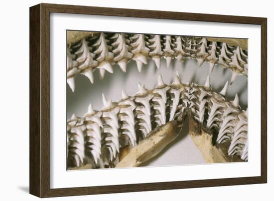 Shark Teeth and Jaws-null-Framed Photographic Print