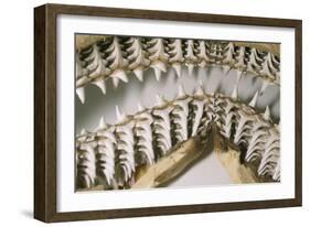 Shark Teeth and Jaws-null-Framed Photographic Print