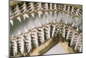 Shark Teeth and Jaws-null-Mounted Photographic Print
