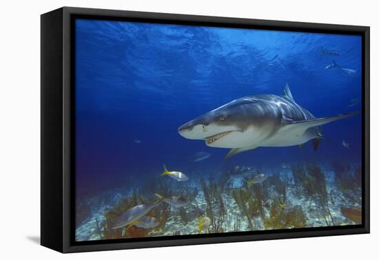 Shark-null-Framed Stretched Canvas