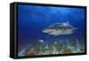 Shark-null-Framed Stretched Canvas