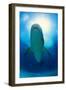 Shark-null-Framed Photographic Print