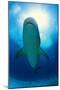 Shark-null-Mounted Photographic Print